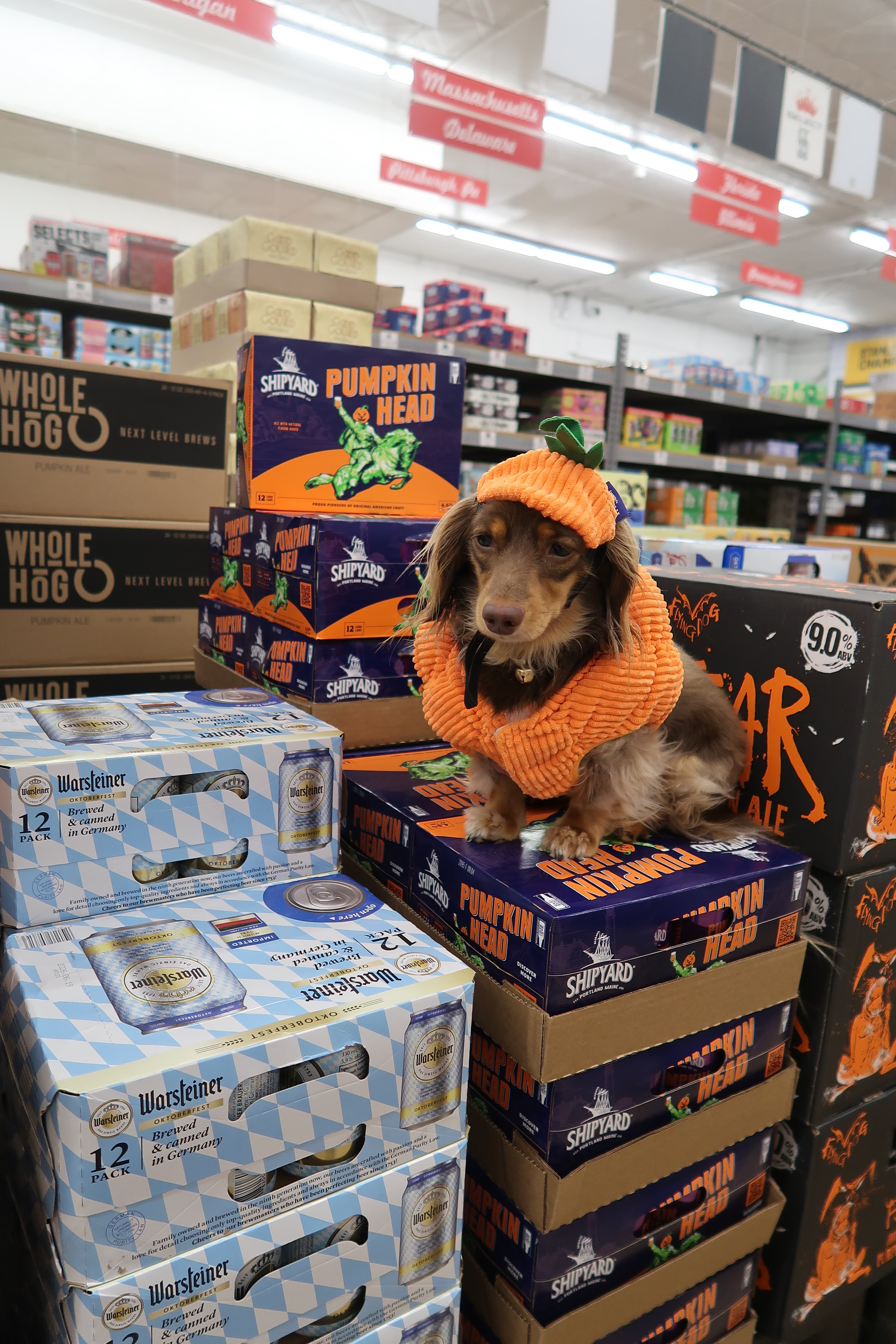 Creator visit at Save Mor Beer